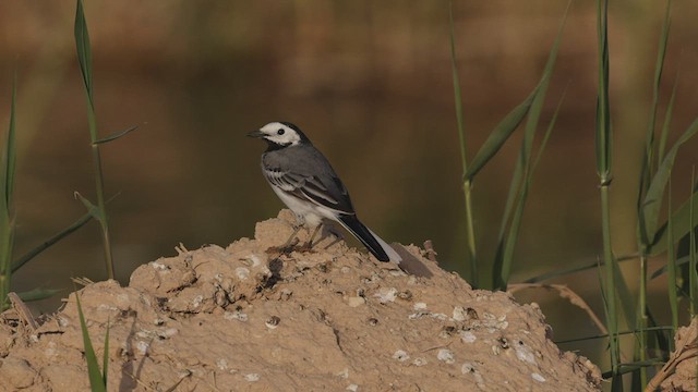 White Wagtail (White-faced) - ML427662741