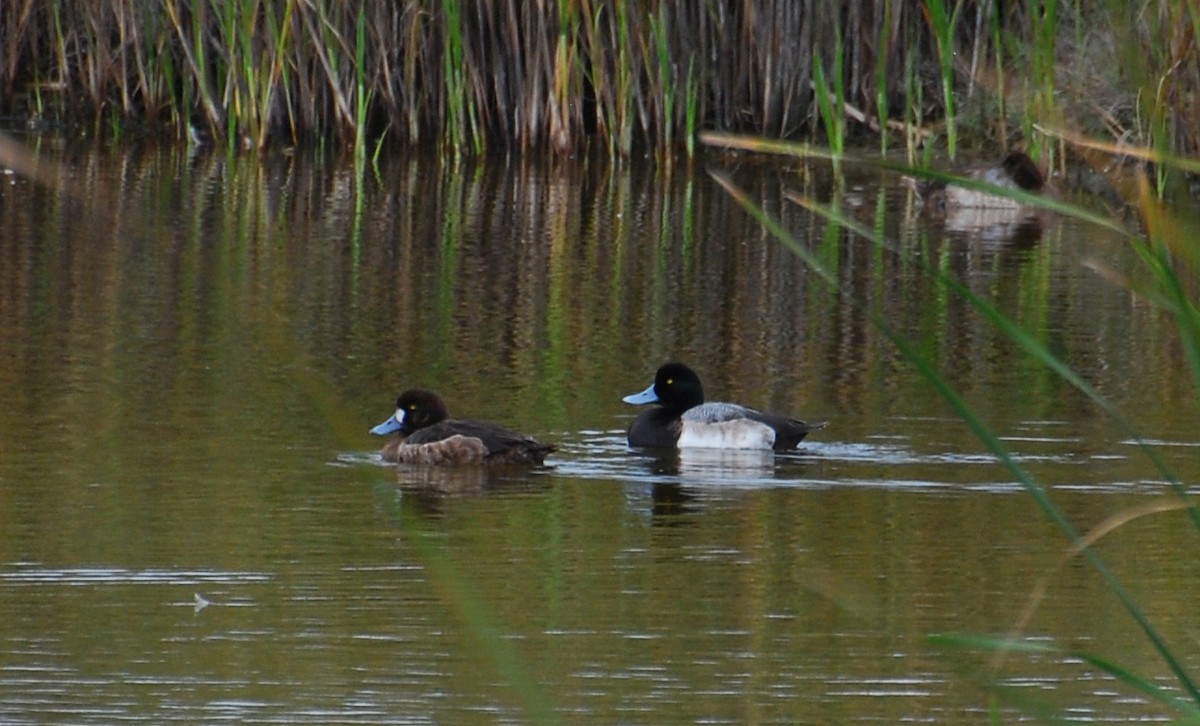 Greater Scaup - ML42766341