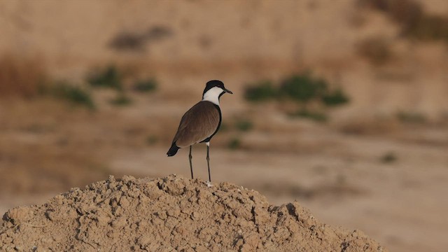 Spur-winged Lapwing - ML427663531