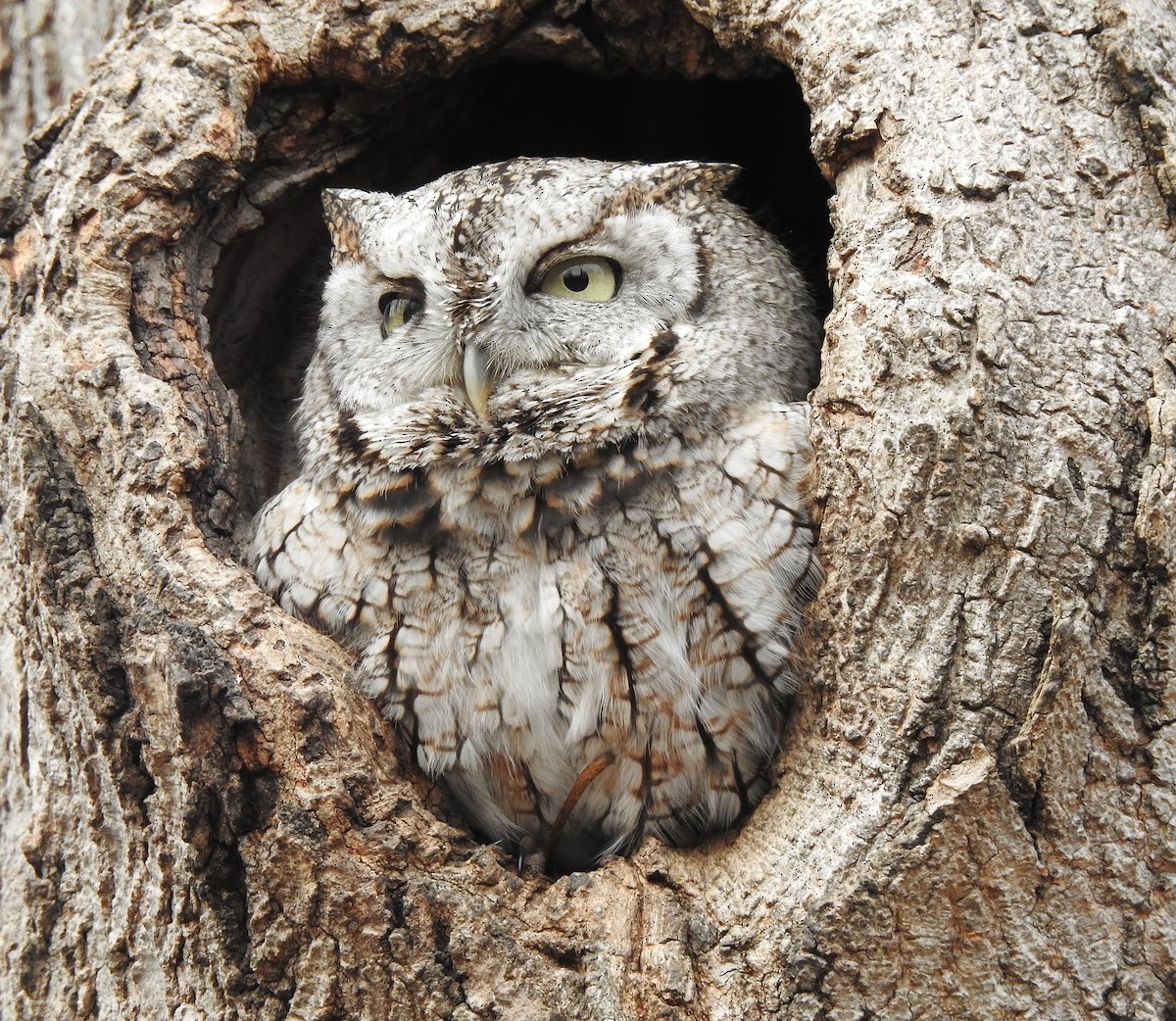 Eastern Screech-Owl - Donna Johnston