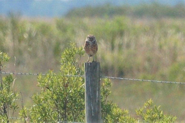 Burrowing Owl - ML427666761
