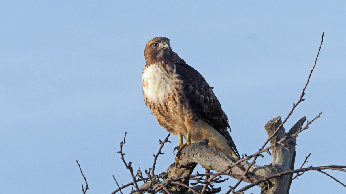Red-tailed Hawk - ML427668491