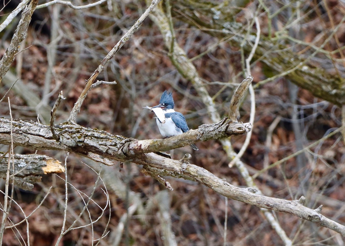 Belted Kingfisher - ML427669241