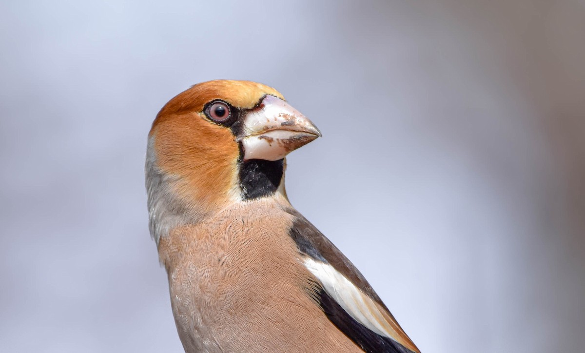 Hawfinch - Christos Christodoulou