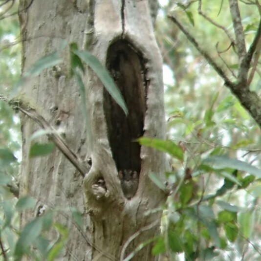 Australian Owlet-nightjar - Dwaine Laxdal