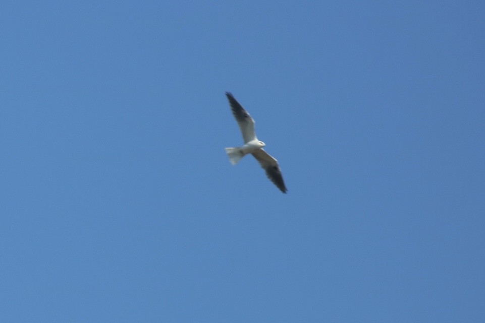 White-tailed Kite - ML427673781