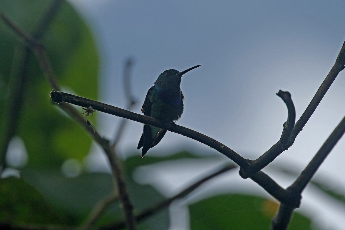 kolibřík západokolumbijský - ML427675341