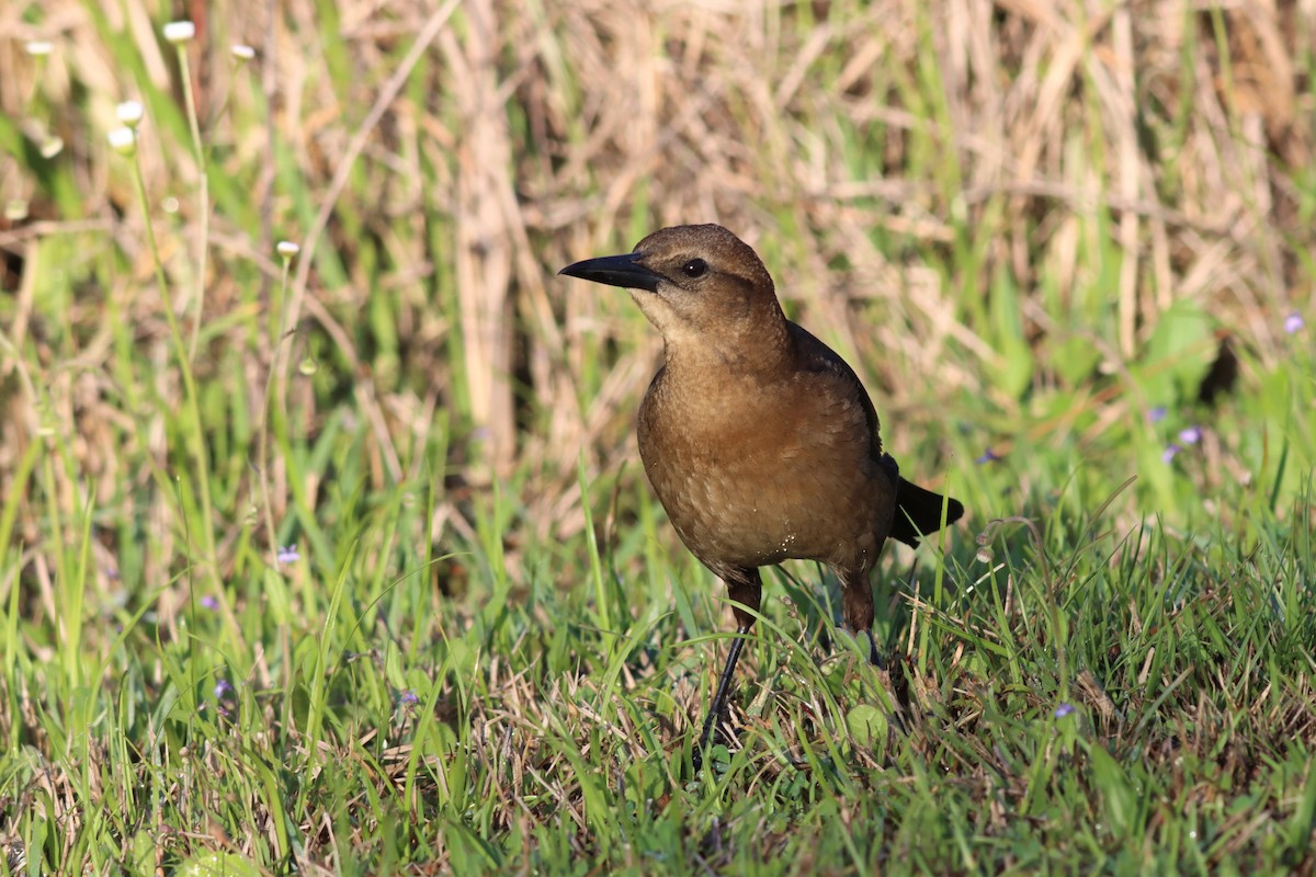 Boat-tailed Grackle - ML427675951