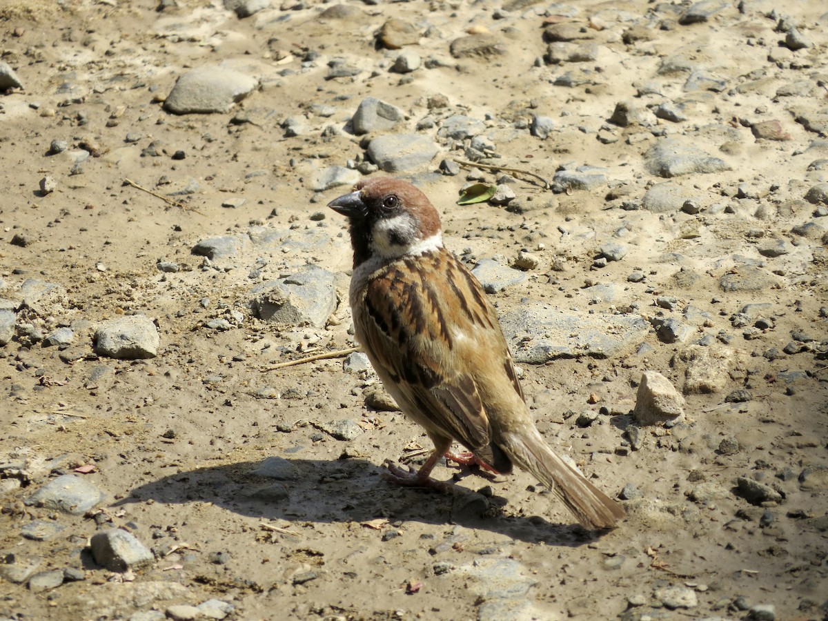 Eurasian Tree Sparrow - ML427676051