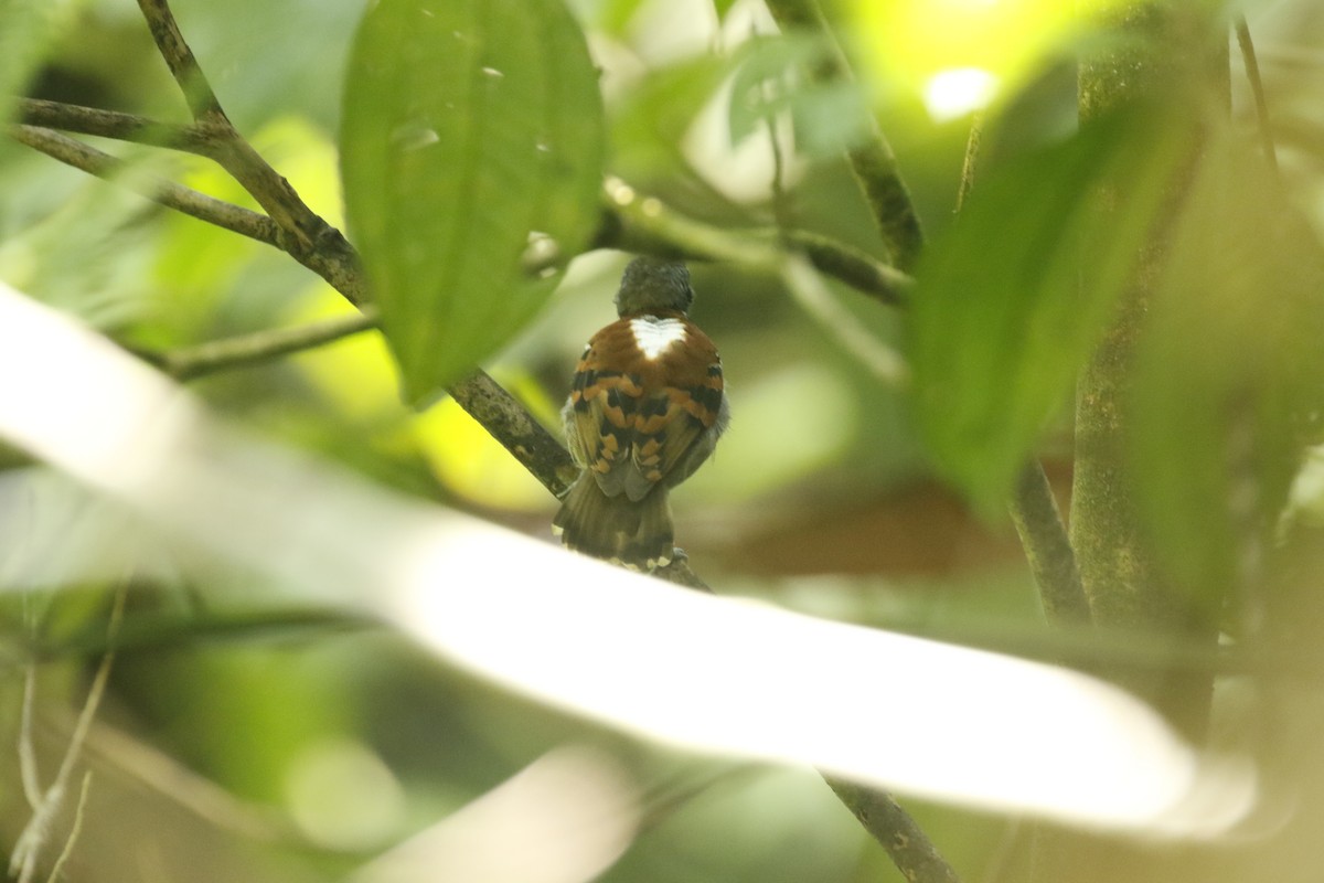 Spotted Antbird - ML427682391