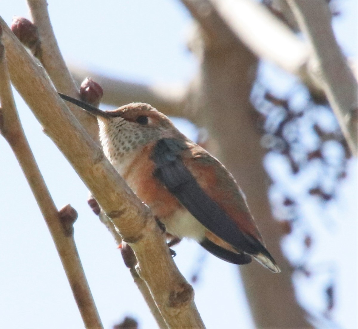 Allen's Hummingbird - ML427682561