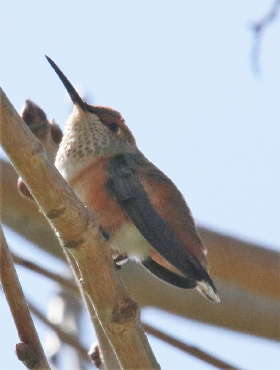 Allen's Hummingbird - ML427682571