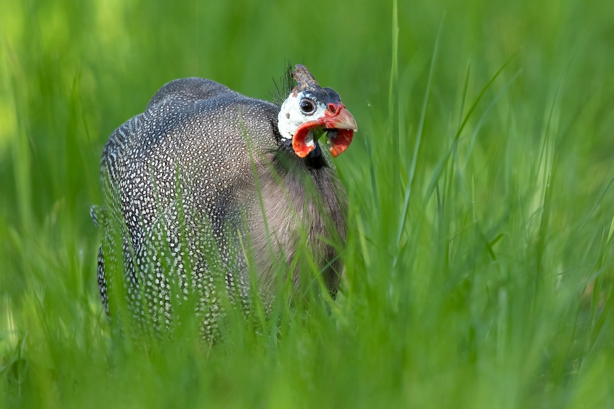 Helmeted Guineafowl (Domestic type) - David Irving