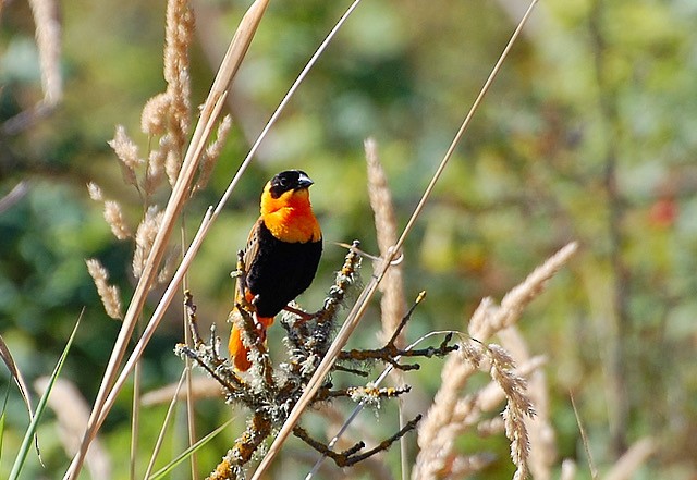 Northern Red Bishop - Mid-valley Historical Records