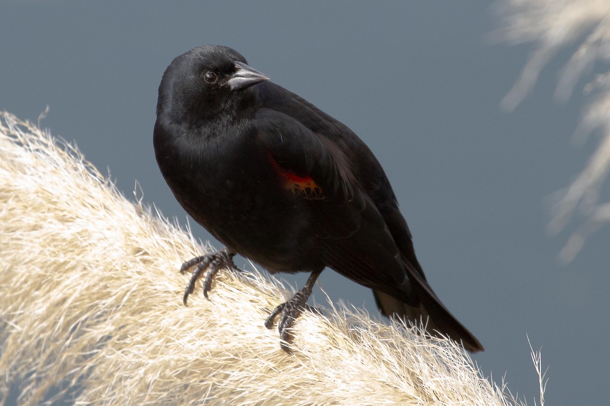 Red-winged Blackbird - ML427695941