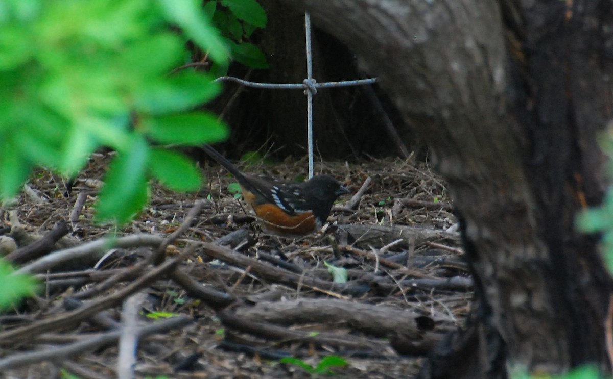 Spotted Towhee - Mark Esparza