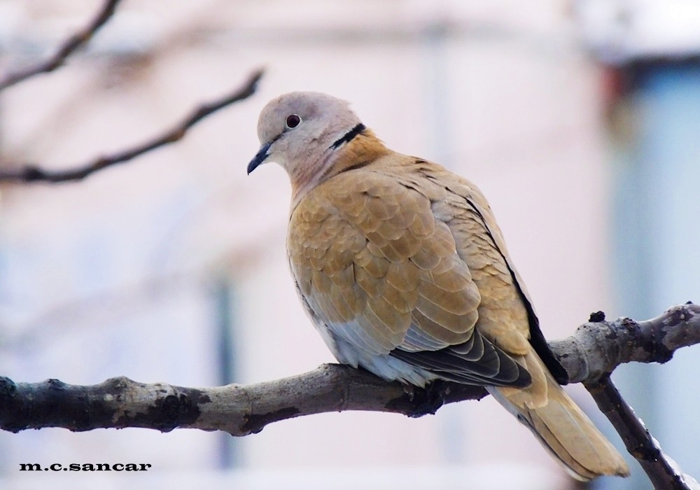 Eurasian Collared-Dove - ML427709781