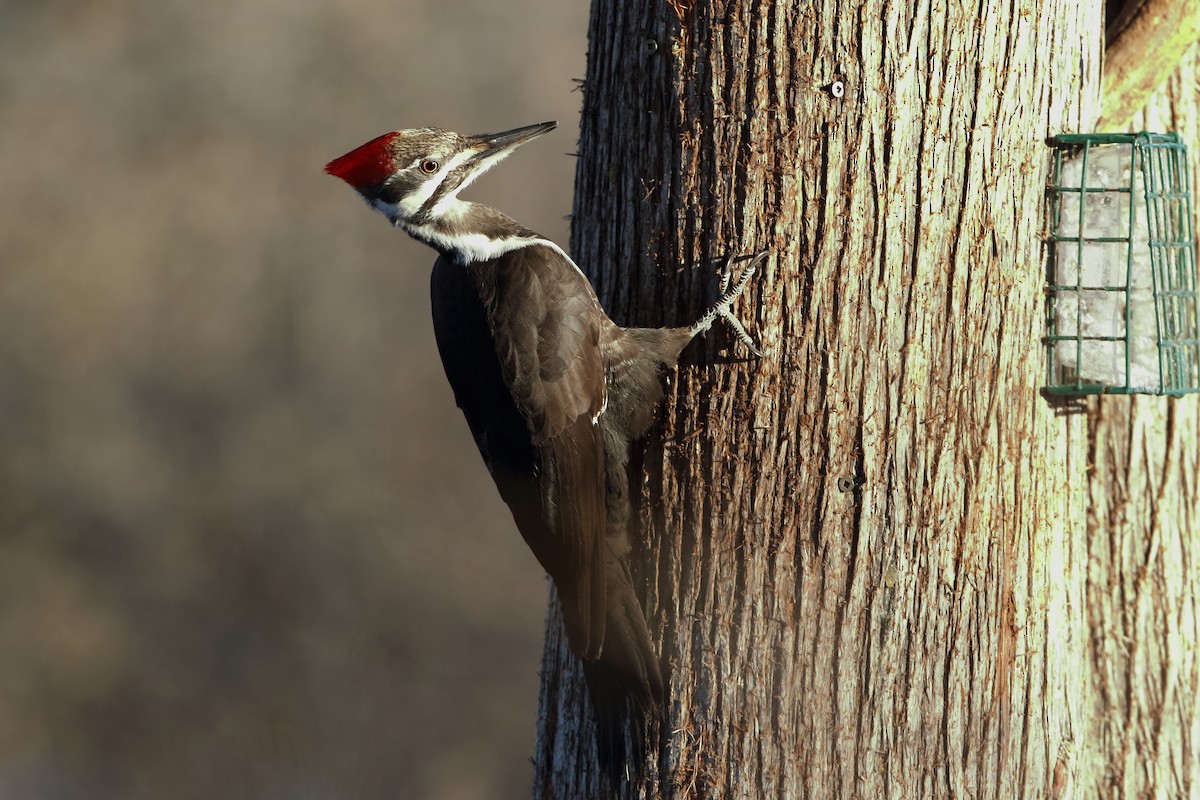 Pileated Woodpecker - ML427711241