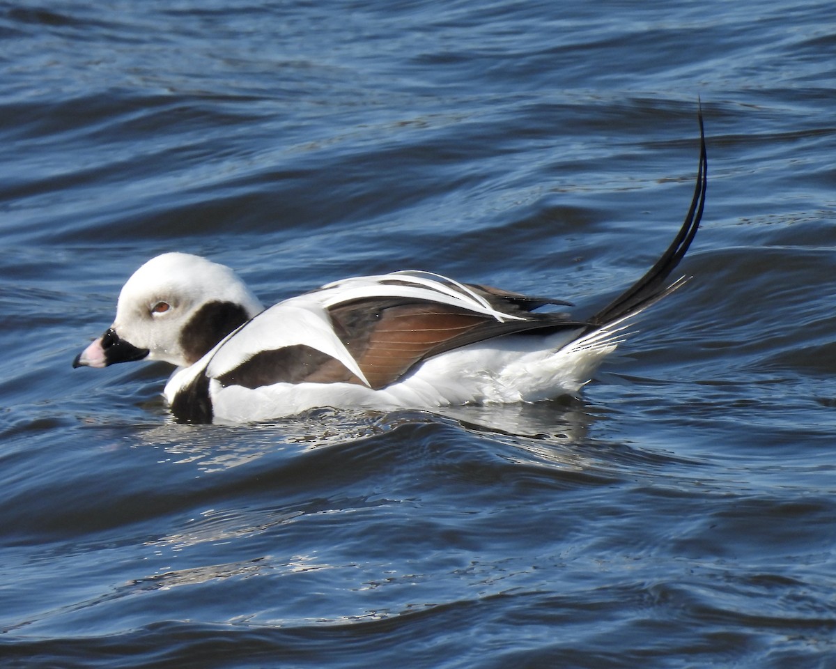 Long-tailed Duck - ML427711471