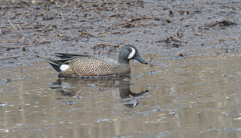 Blue-winged Teal - ML427712651