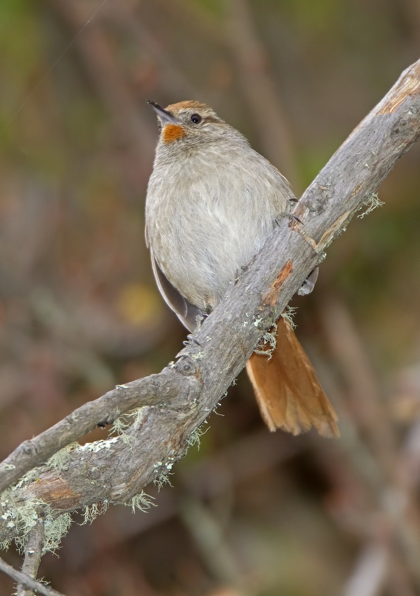 Rusty-fronted Canastero - ML427713721