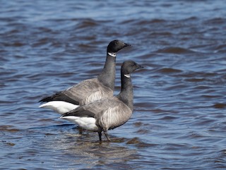 Brant (Dark-bellied), ML427716851