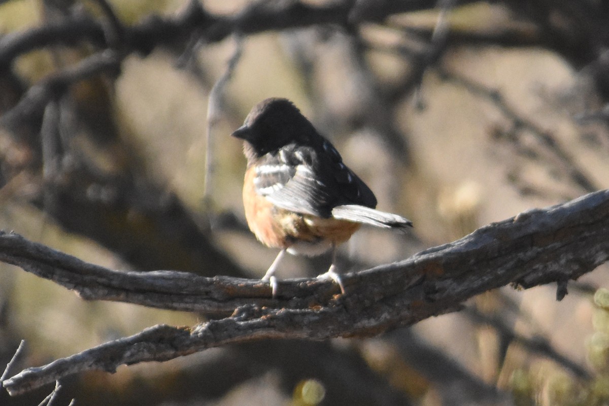 Spotted Towhee - ML427724381