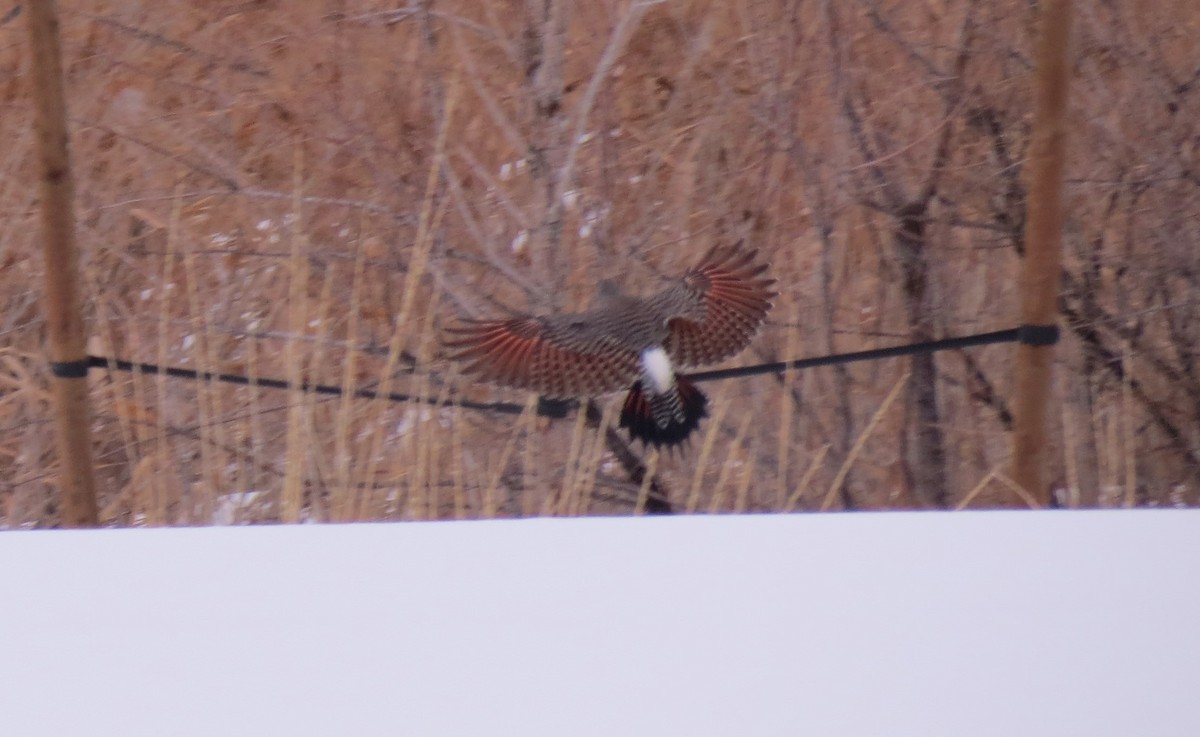 Northern Flicker (Red-shafted) - ML427728521