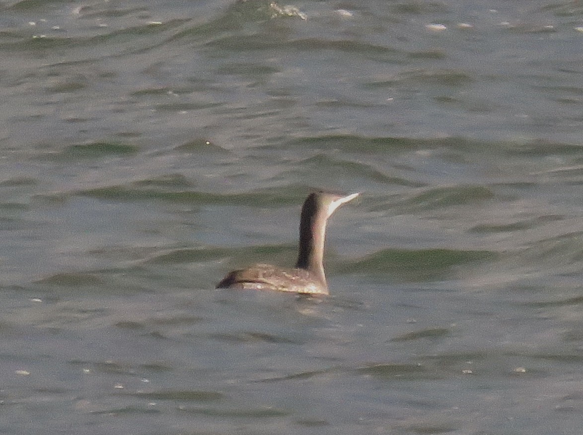 Red-throated Loon - ML42773071