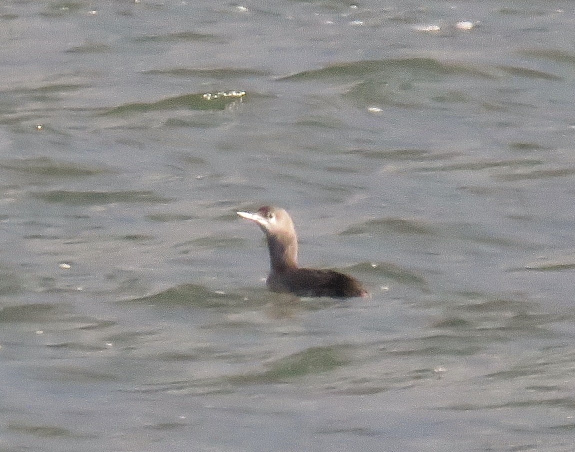 Red-throated Loon - ML42773081