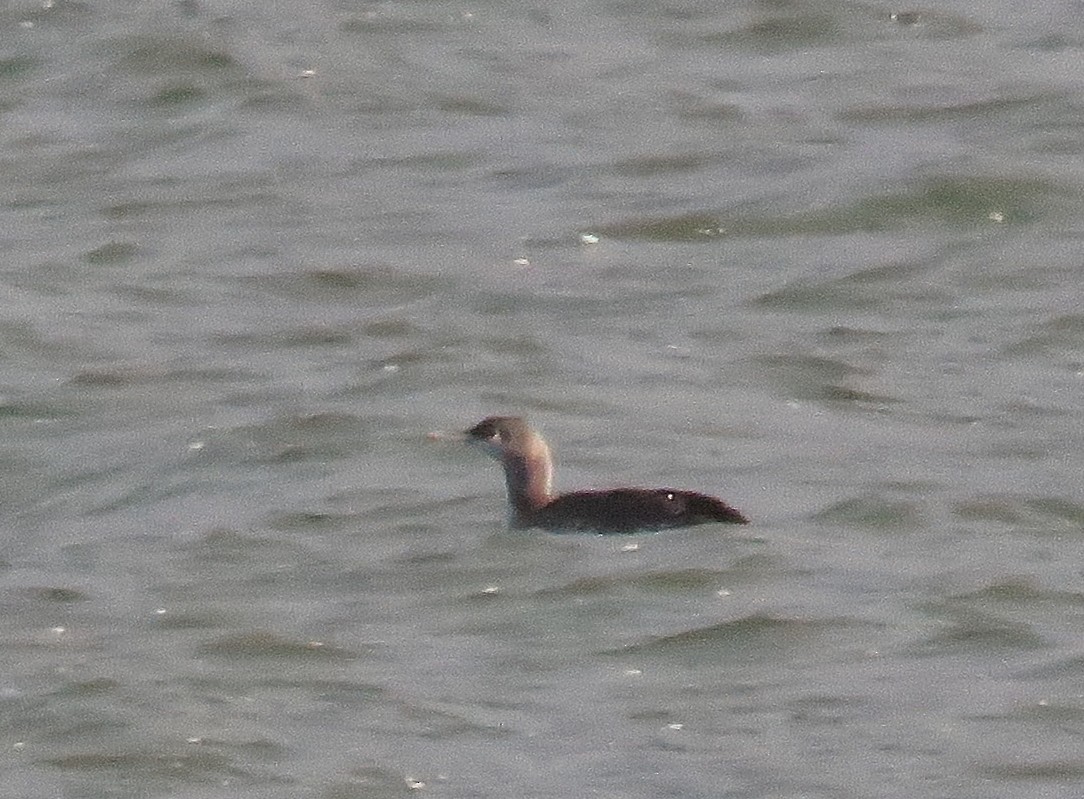 Red-throated Loon - ML42773101