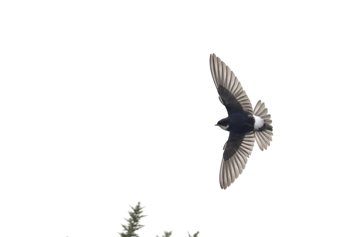 Chilean Swallow - Marie-Pierre Rainville