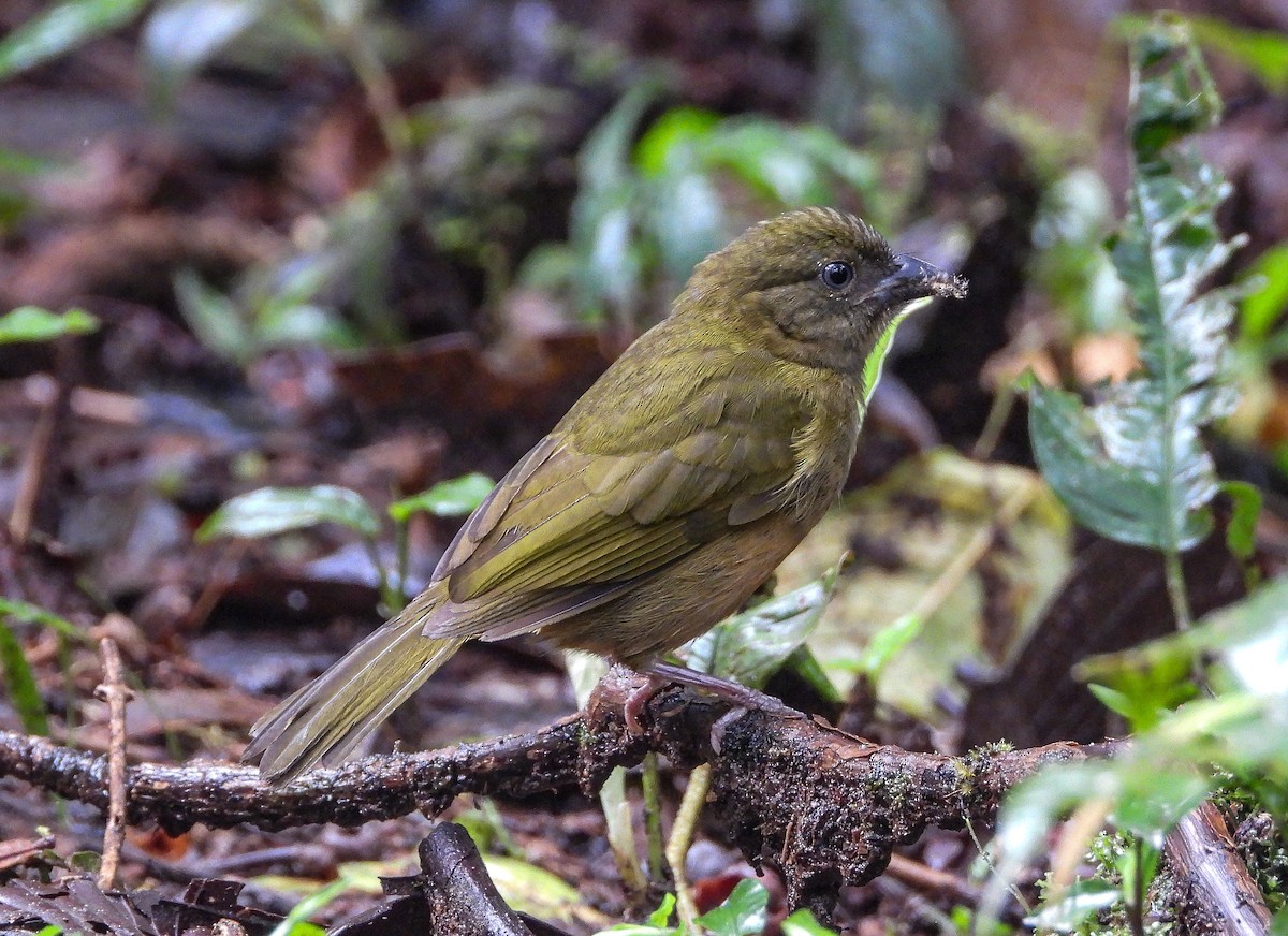 Ochre-breasted Tanager - ML427760971