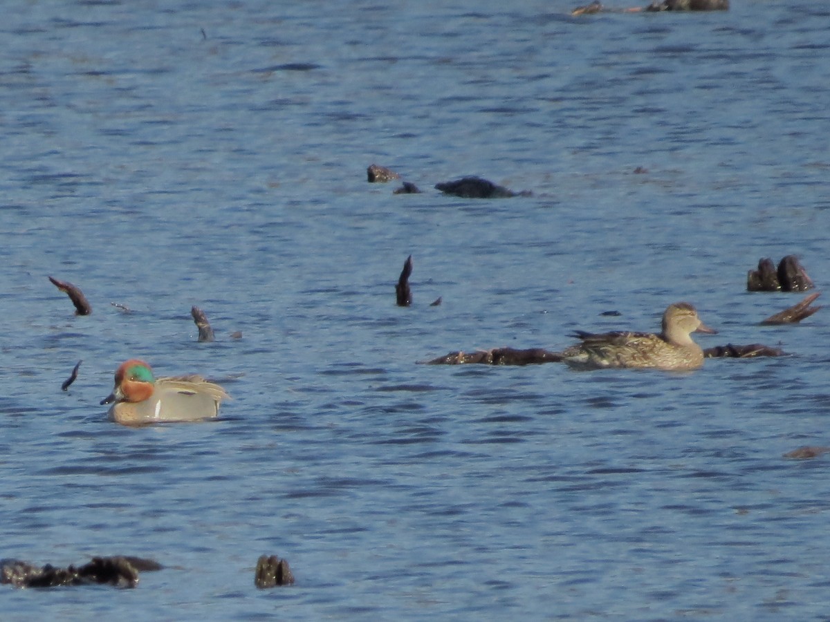 Green-winged Teal - ML427763181
