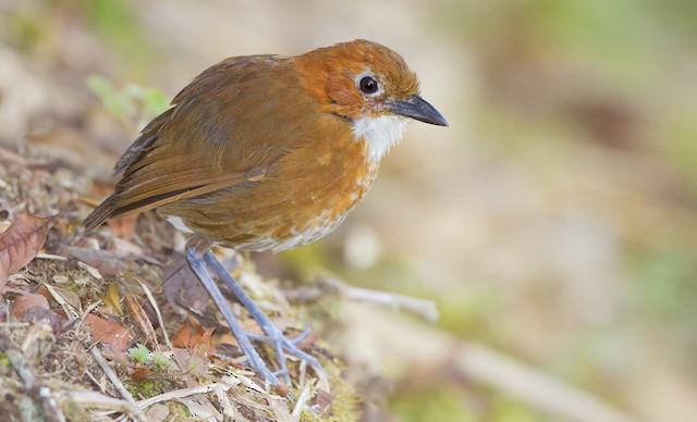 Possible confusion species: Red-and-white Antpitta (<em class="SciName notranslate">Grallaria erythroleuca</em>) - Red-and-white Antpitta - 