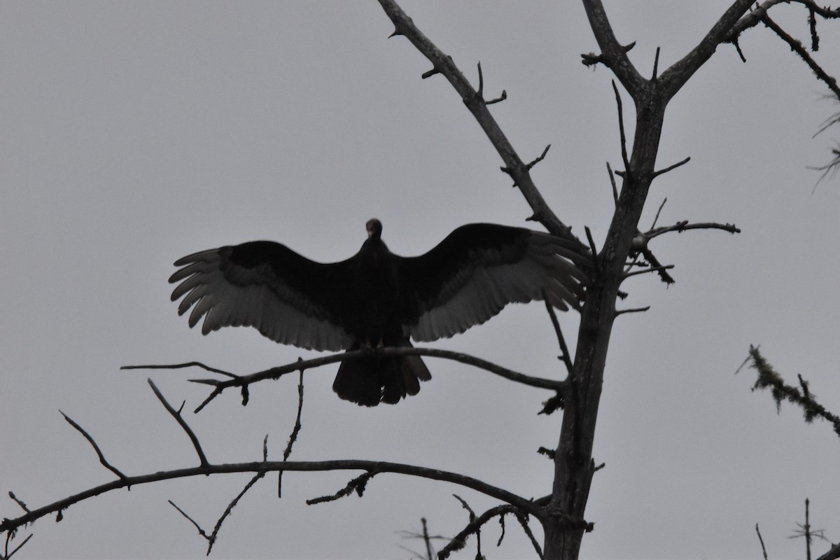 Turkey Vulture - Mike Marble