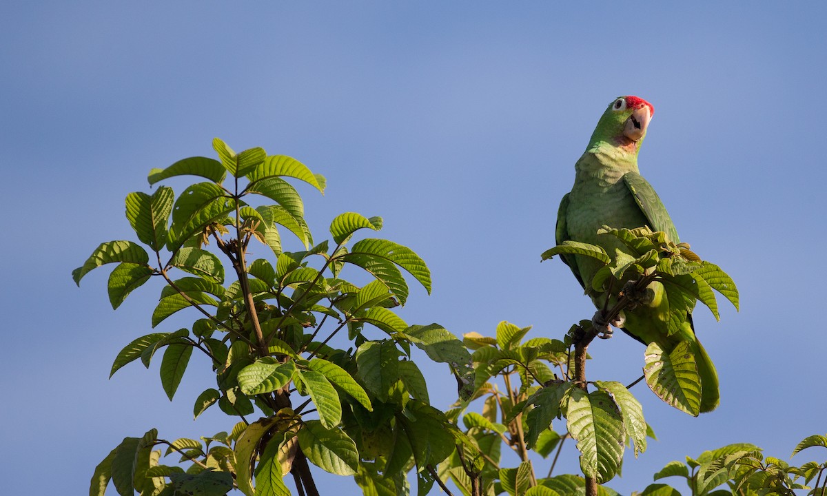 Red-lored Parrot - ML42777461