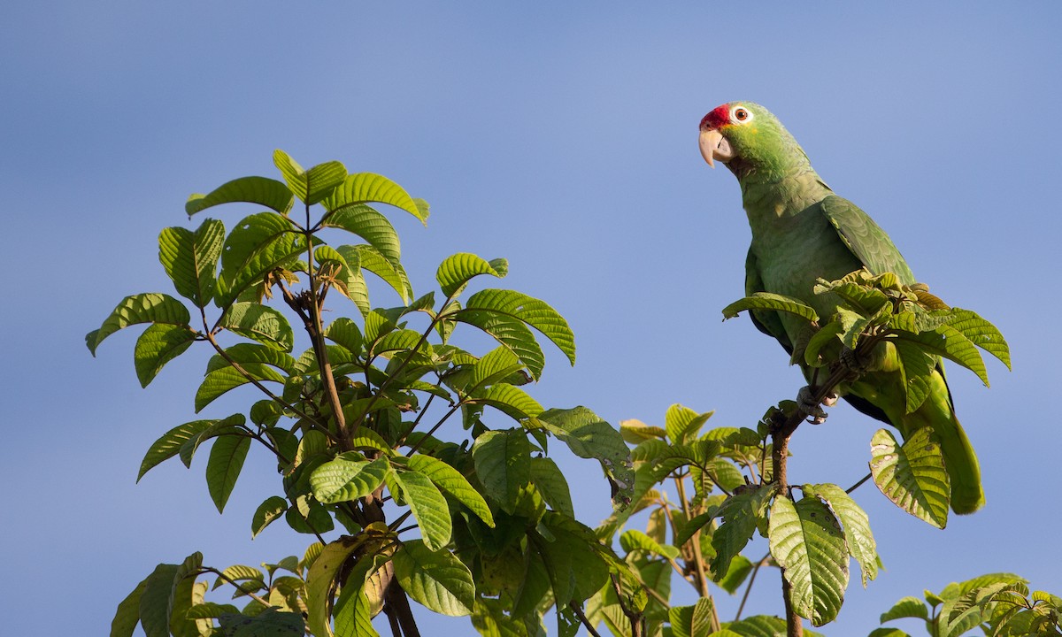 Red-lored Parrot - ML42777591
