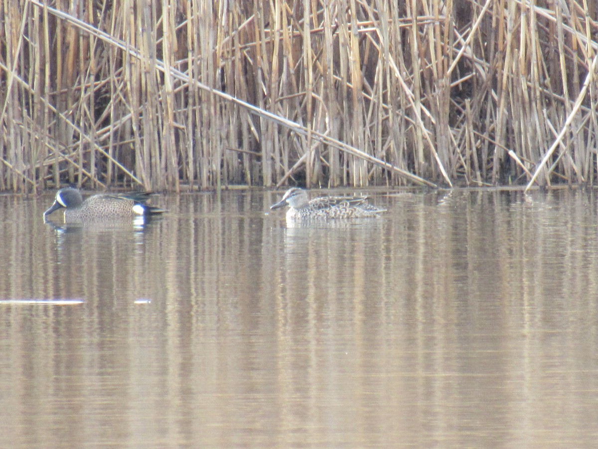 Blue-winged Teal - ML427775951