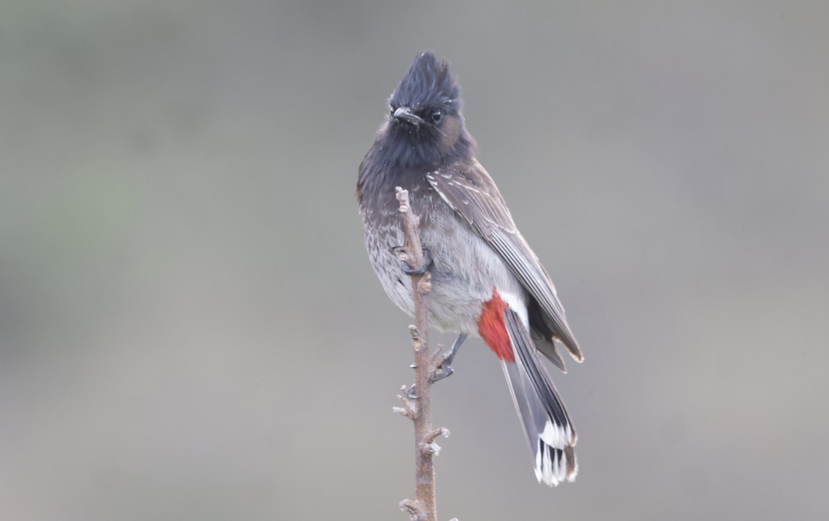 Red-vented Bulbul - ML427776261