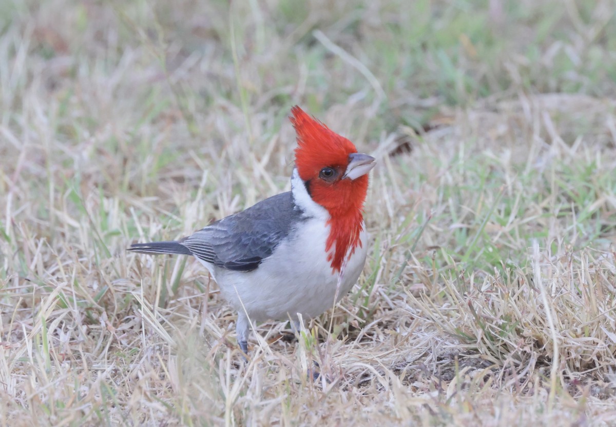 Red-crested Cardinal - Ken Oeser