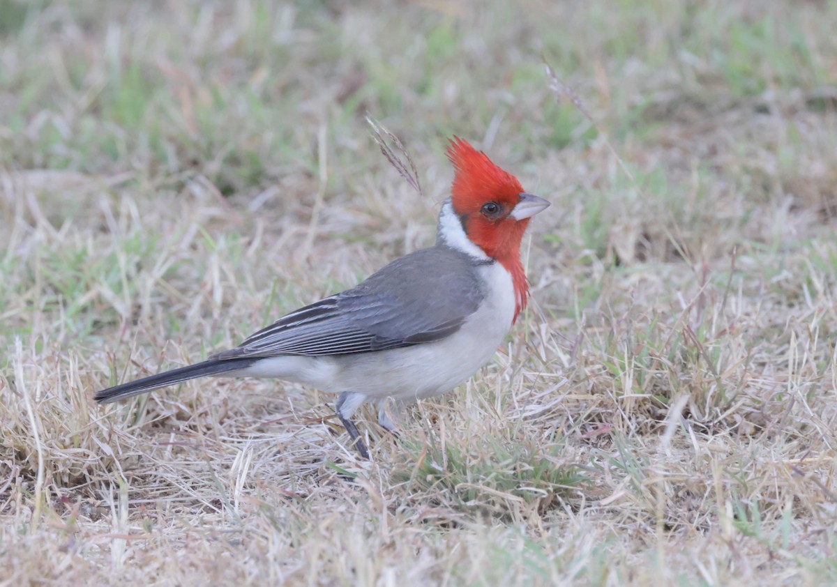 Red-crested Cardinal - ML427776411