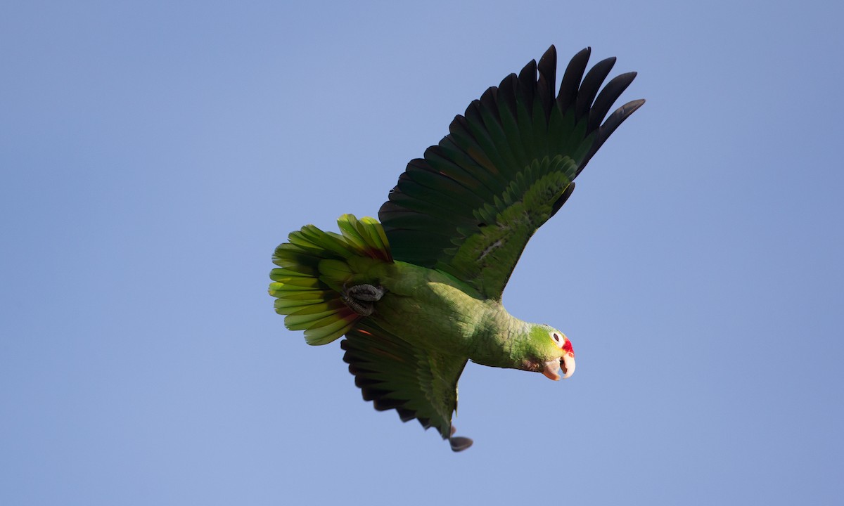 Red-lored Parrot - ML42777751