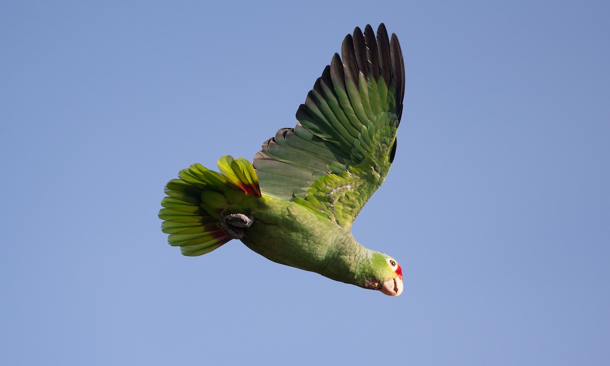Red-lored Parrot - ML42777851