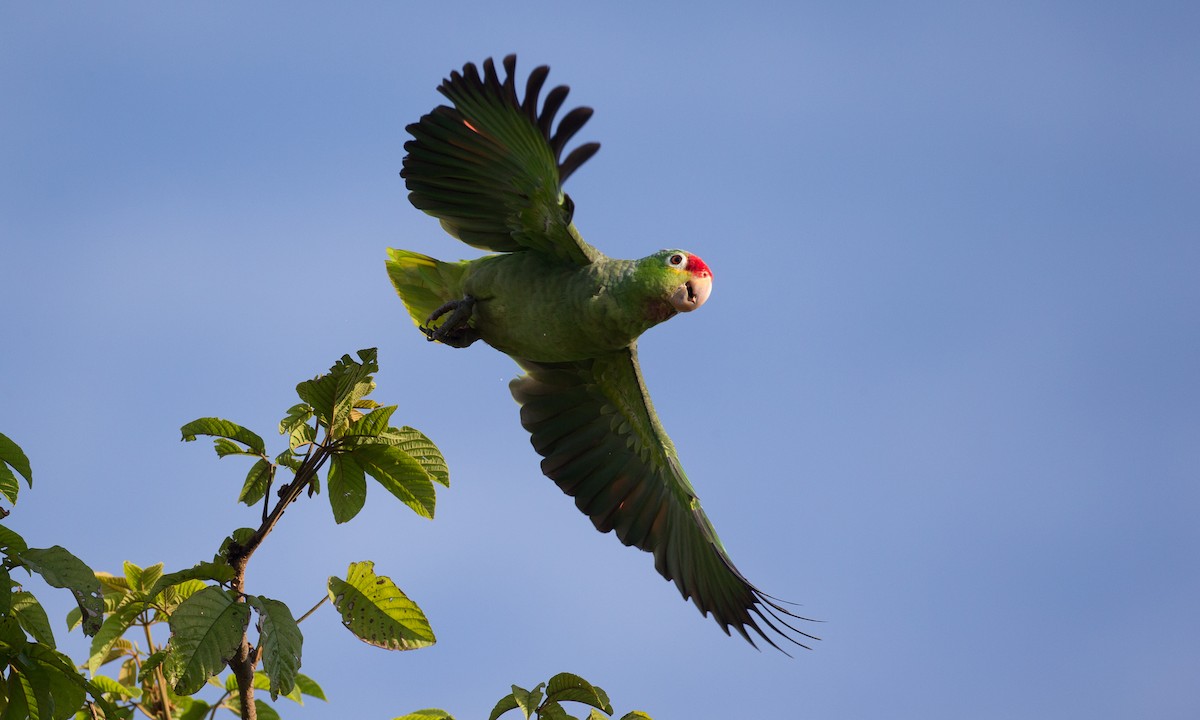 Red-lored Parrot - ML42777881