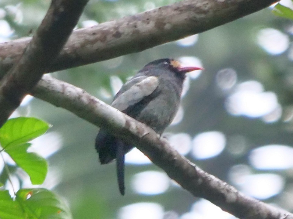 White-fronted Nunbird (Pale-winged) - ML427779251