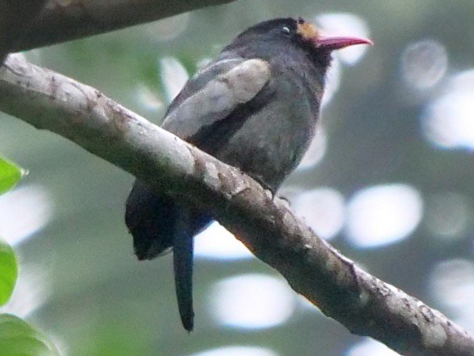 White-fronted Nunbird (Pale-winged) - ML427779291