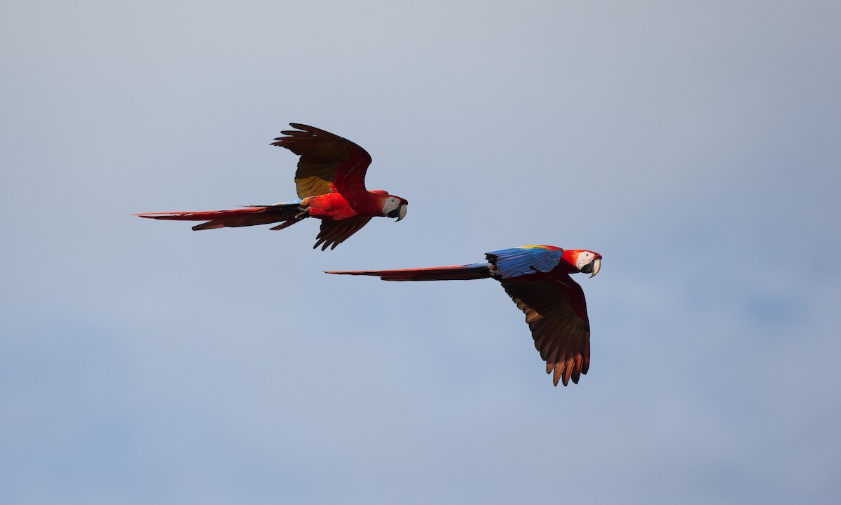 Scarlet Macaw - ML42777971
