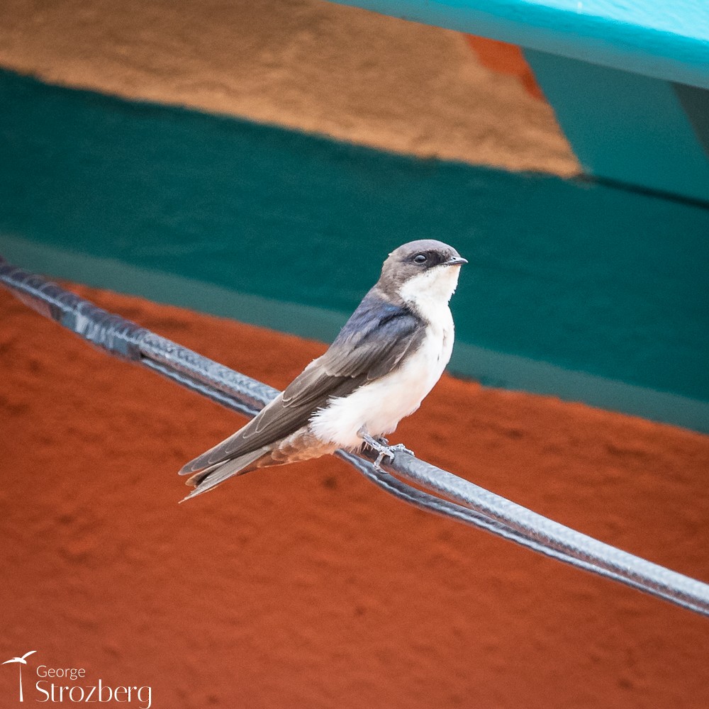 Blue-and-white Swallow - ML427780401