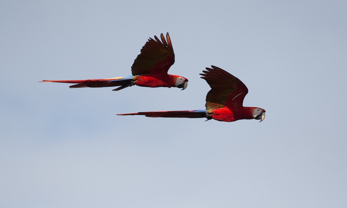 Scarlet Macaw - ML42778041